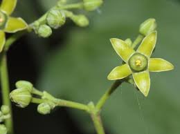 Loeseneriella rouge